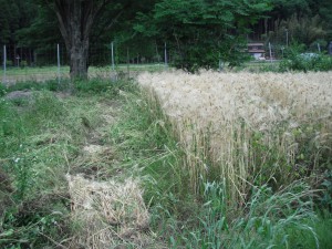 大麦刈り取り(2)
